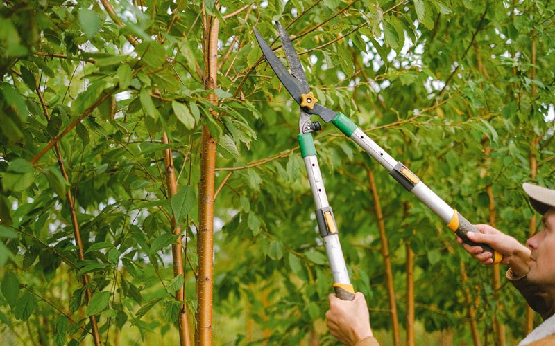 Tree trimming in Lake City, SD