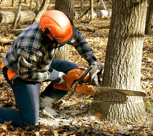 Tree Removal in Lake City, SD